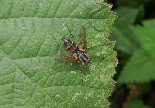 Réf. 266 732 : Mintho rufiventris